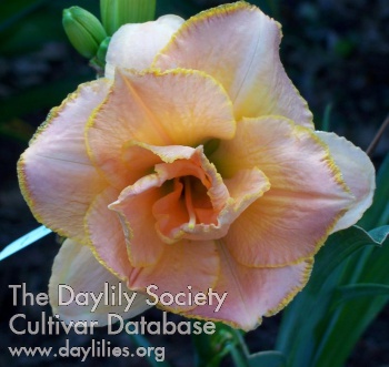 Daylily Countdown to Liftoff